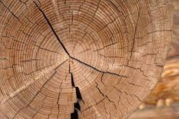 Boerboom Hout Nederland Maakt Het Kempisch Ondernemers Platform